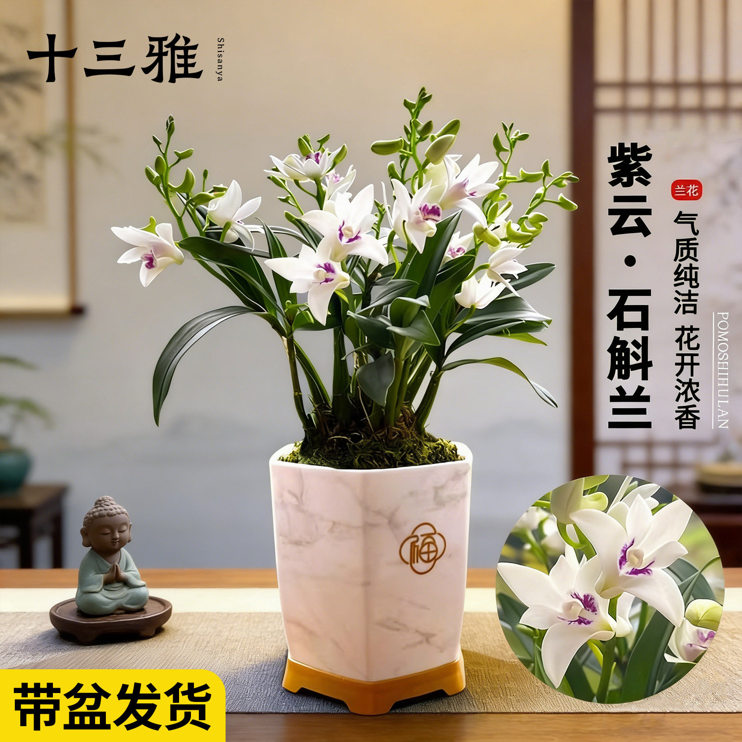 紫云石斛矮种迷你兰室内盆栽当年带花出售兰花植物桌面花卉绿植
