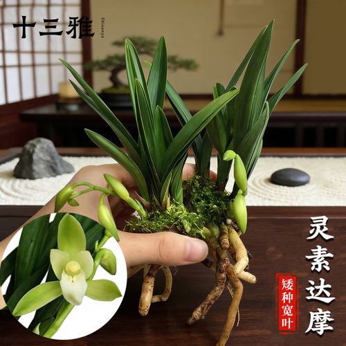 兰花苗矮种建兰青叶灵素达摩