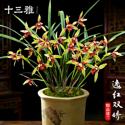 兰花苗建兰名品复色花逸红双娇