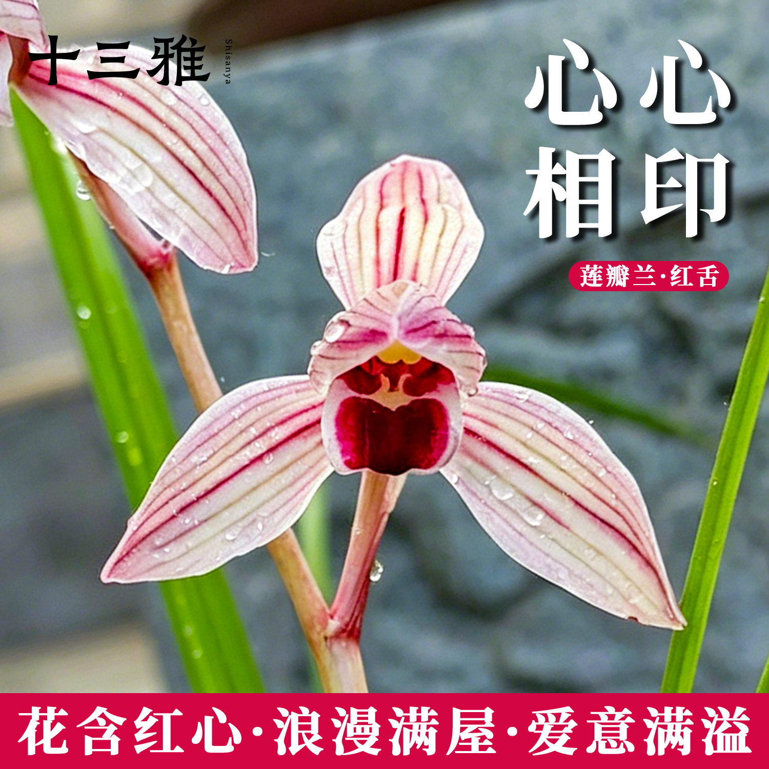 兰花苗心心相印莲瓣兰荷瓣精品