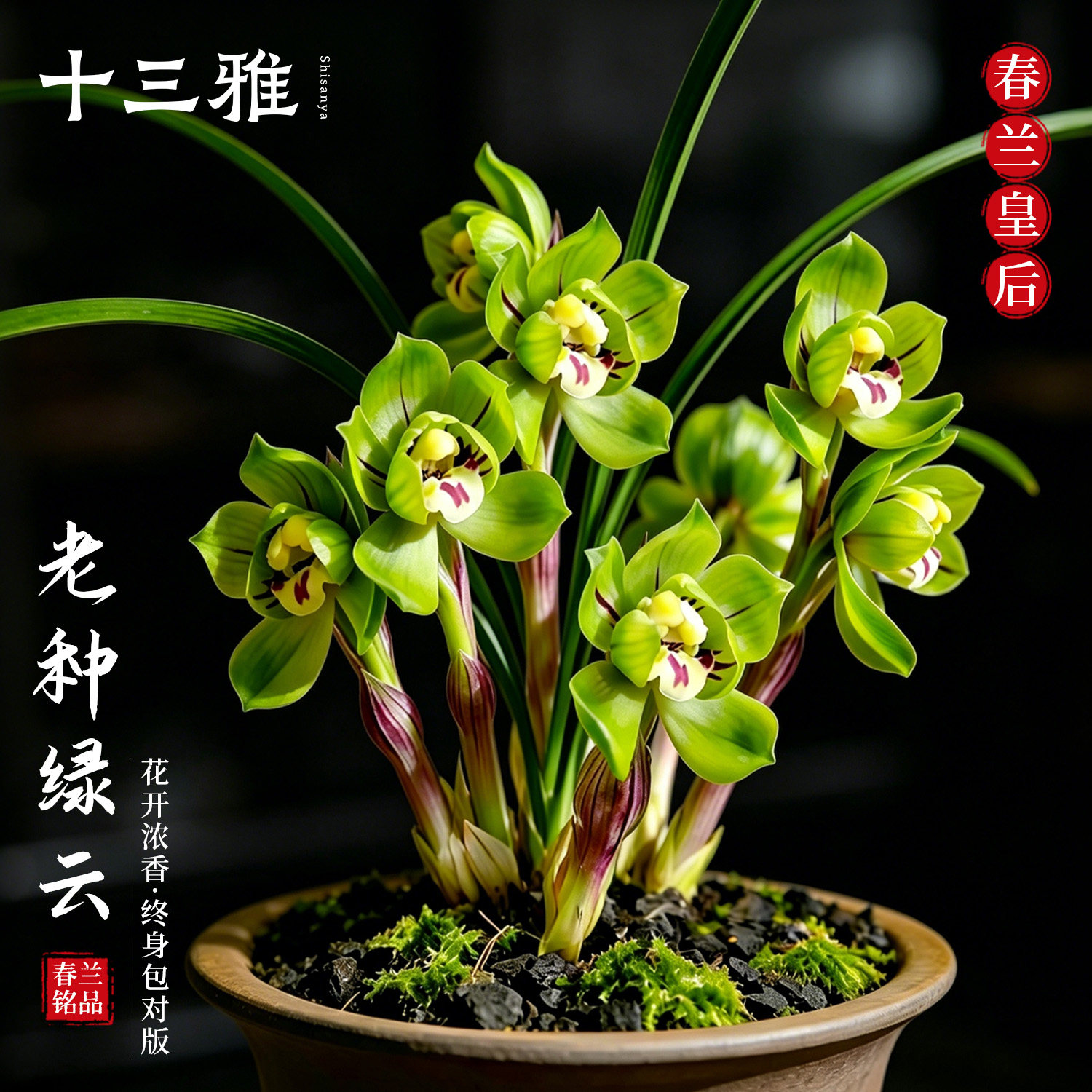 兰花苗 奇瓣绿云春兰皇后 冬带浓香花苞出售 好养花卉盆栽绿植