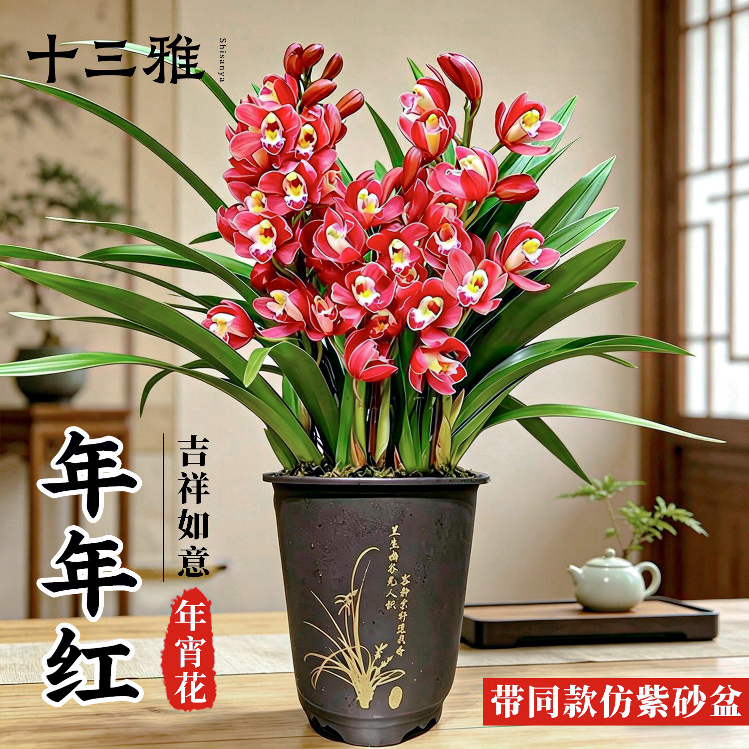 兰花苗墨兰春节年宵花年年红