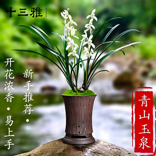 兰花苗名贵建兰青山玉泉现带花苞