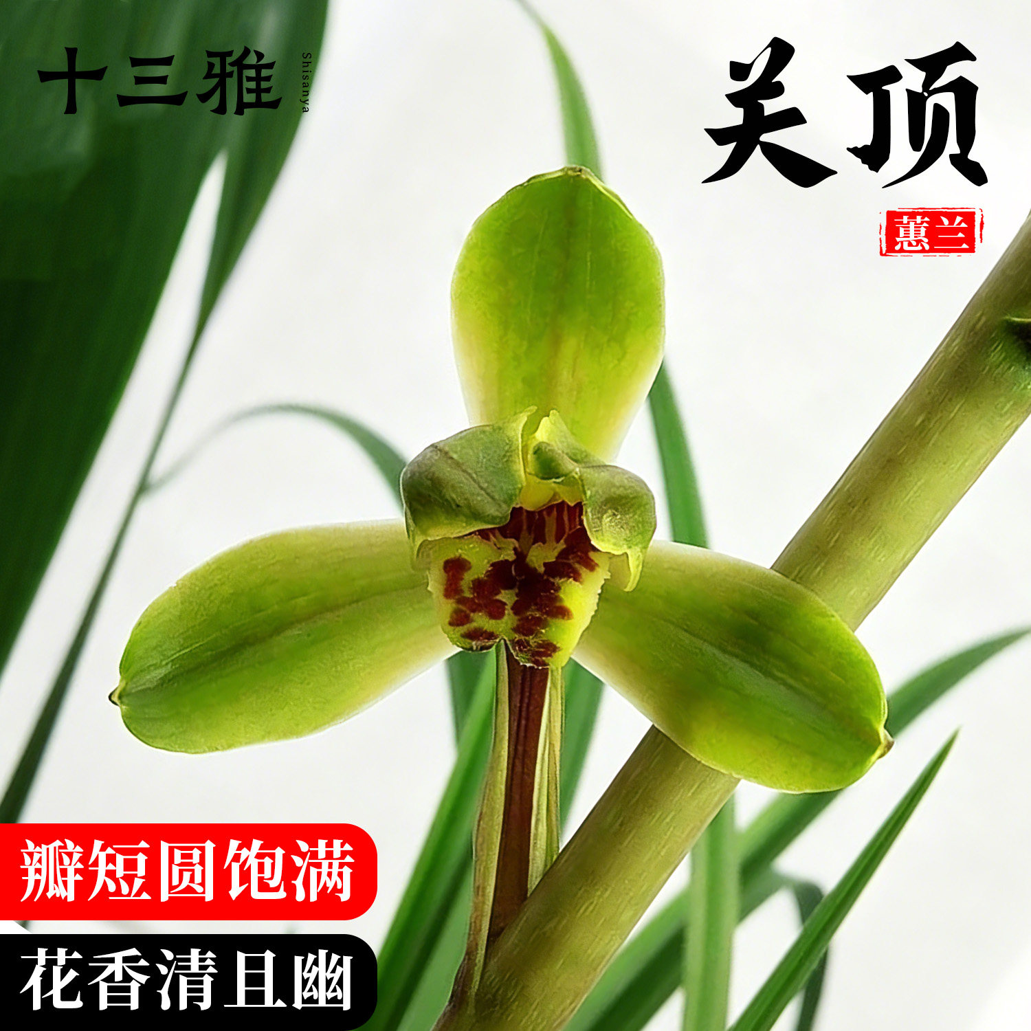 兰花苗蕙兰老八种关顶正格梅瓣精品盆栽名贵原生老种绿植花卉绿植