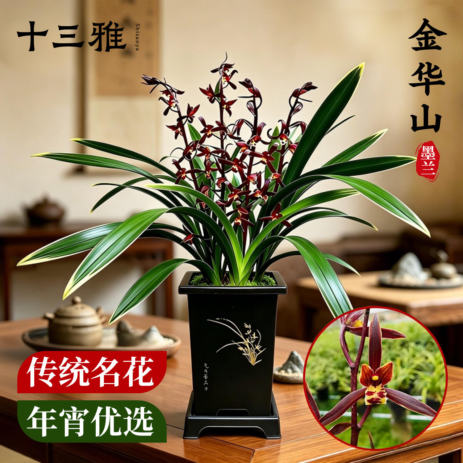 兰花苗盆栽 墨兰金华山冬带花苞 年宵花室内浓香花卉四季好养绿植