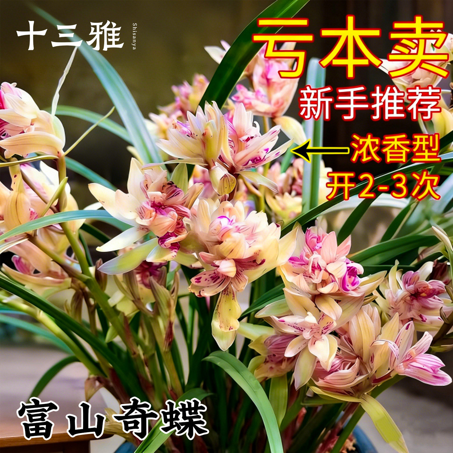 兰花苗建兰富山奇蝶 夏带多花苞 浓香四季兰盆栽绿植花卉室外庭院
