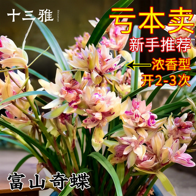 兰花苗建兰富山奇蝶浓香四季兰