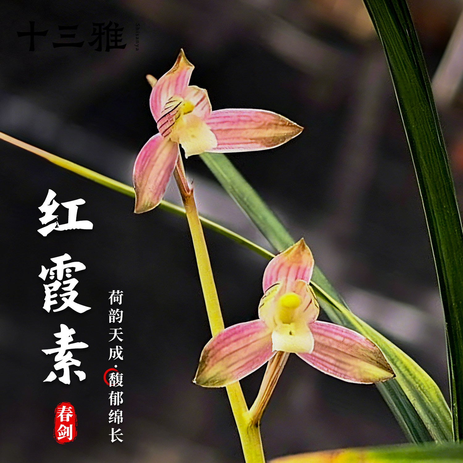 兰花苗春剑红霞素浓香高档名品