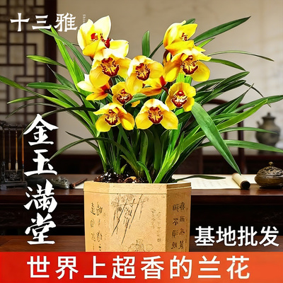 兰花苗金玉满堂夏带花苞浓香好养