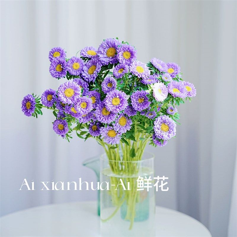 人见人爱清新可爱迷人紫色翠菊鲜花家居办公插花水养云南直发花
