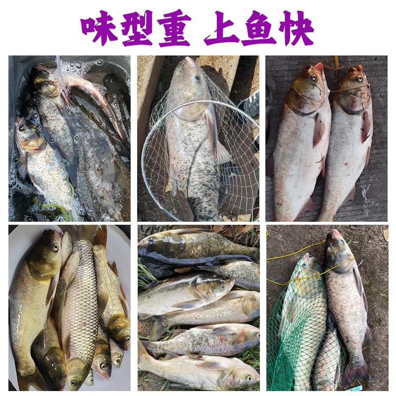 武汉白鲨鲢鳙二代酸臭味草莓味主攻花白鲢方块饵料快慢雾化好鱼饵
