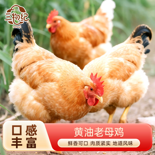 皖南黄油老母鸡3只新鲜现杀