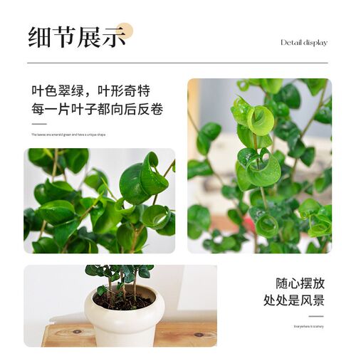 种花的大象水培卷福植物卷叶榕桌面盆栽客厅办公室内趣味绿植好养