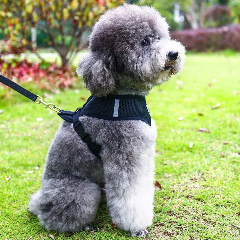 中小型犬狗狗牵引绳背心款狗绳狗链遛狗绳博美泰迪茶杯犬宠物用品图片