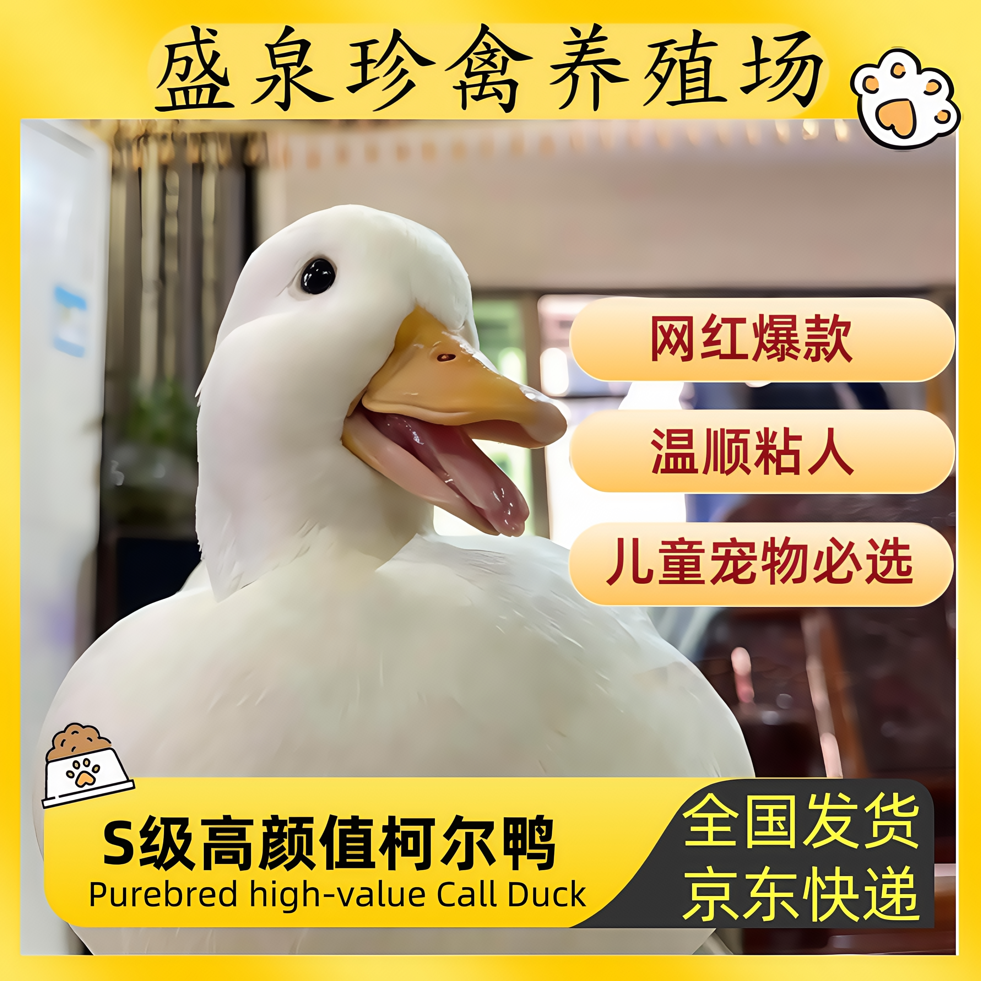 荷兰纯种柯尔鸭长嘴2.4-3.4巴正品赛级S级网红儿童活宠物青年成年