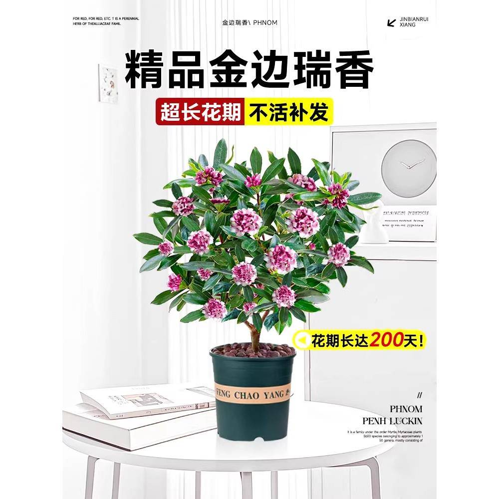 金边瑞香盆栽浓香型带花苞大苗老桩盆景客厅室内花卉四季耐寒植物