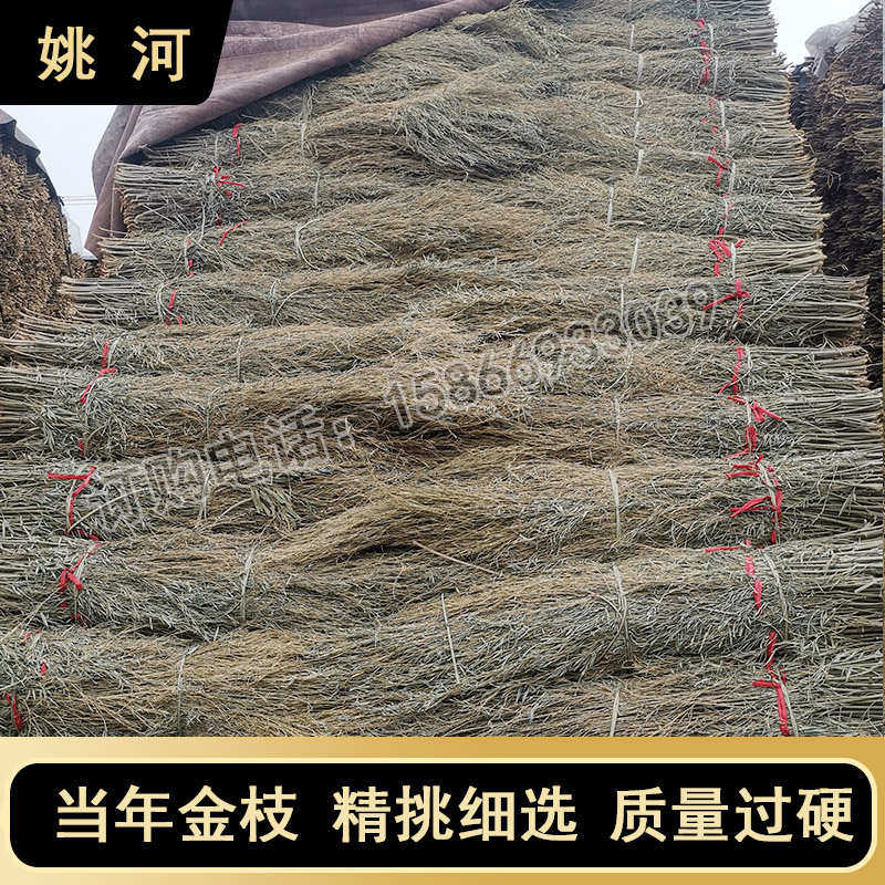 姚河竹枝金枝竹苗原材料老落叶扫把枝条竹条植物毛竹竹子扫帚户竹