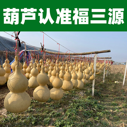 葫芦摆件文玩精品天然大号挂件不开口葫芦客厅门口玄关办公室横梁