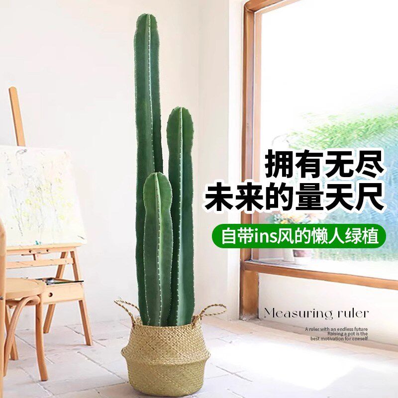 量天尺仙人柱盆栽客厅大型绿植网红仙人掌多肉落地植物室内好养活