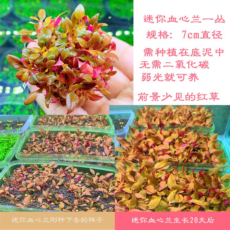 鱼缸水草 前景草 中景草 迷你血心兰??迷你水草 红色前景草