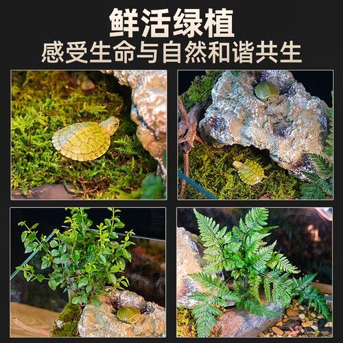 乌龟缸超白玻璃造景家用小别墅饲养箱半水龟养乌龟专用缸生态鱼缸