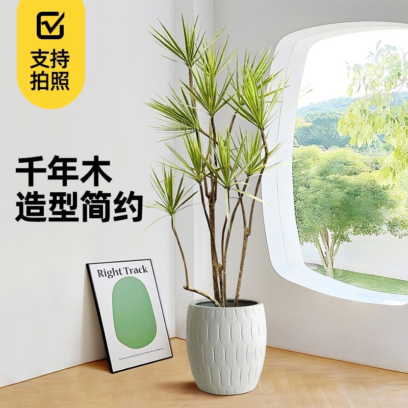 千年木客厅绿植室内好养网红龙血树马尾铁真植物造型七彩铁大盆栽