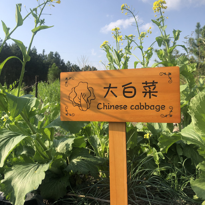 实木园艺植物标签牌木质插地牌户外指示标识牌幼儿园菜园告示木牌图片