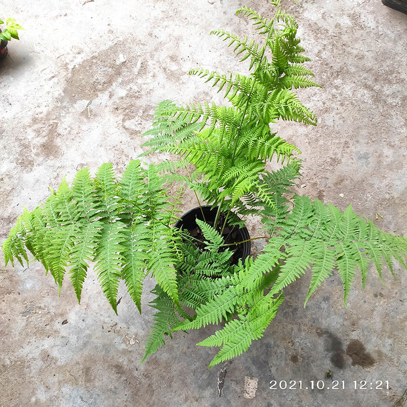 苔米花园针毛蕨庭院阳台大型观叶耐旱耐荫植物花园阴生多年生蕨类