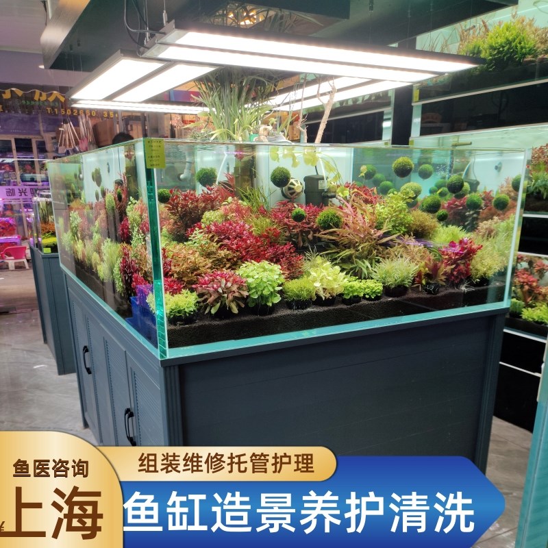 鱼缸清洗造景养护换水托管维修更换过滤配件上门组装订做鱼看病理
