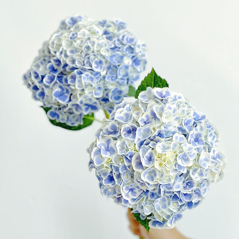 自然色斑驳特级蓝彩花边绣球花鲜花家居插花水养节日送花花期长