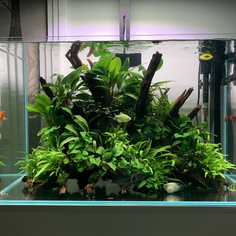 生命之树 沉木栖根木软木树桩骨架 入门级阴性水草造景