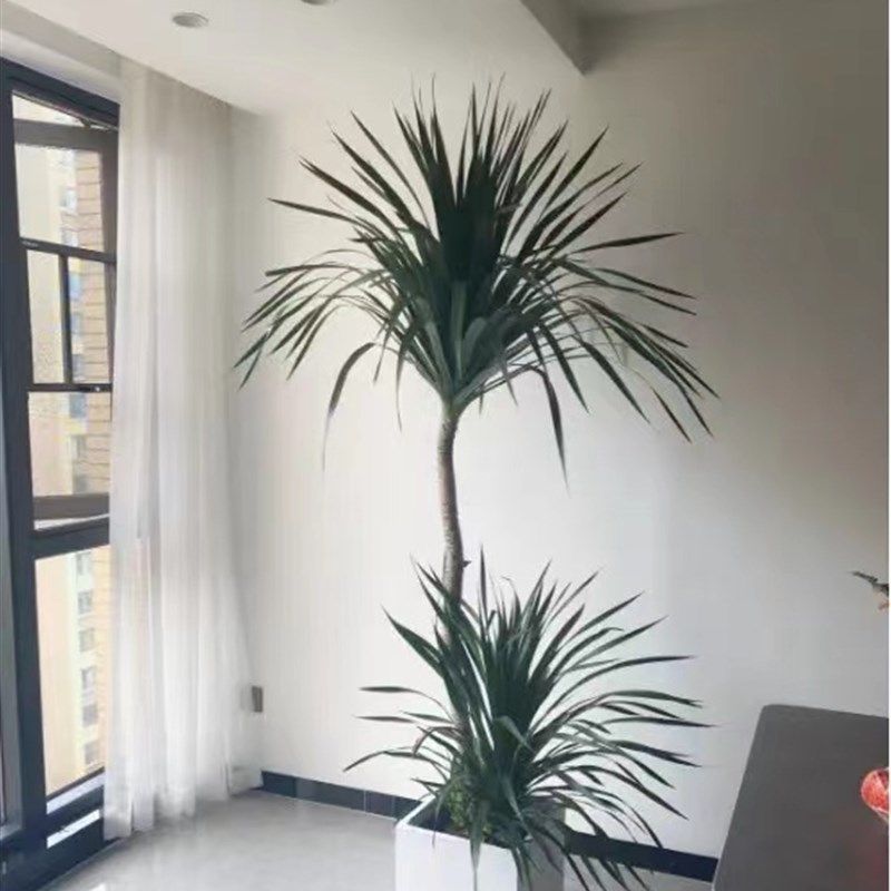 龙血树绿植大型网红盆栽造型客厅室内办公室龙须树发财树花卉盆景