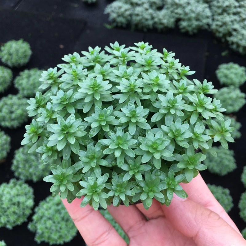 牛顿小陀水草植物鱼缸造景装饰阴性水草真草新手水草水榕莫斯套餐