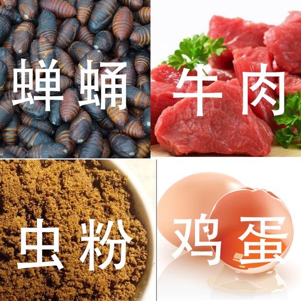 鹩哥鸟食八哥鸟食鹩哥食鸟粮5斤装乌鸫红嘴山鸦食