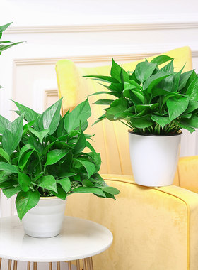 绿航绿萝盆栽室内植物花卉绿植长藤垂吊大叶绿箩新房家用吸除甲醛