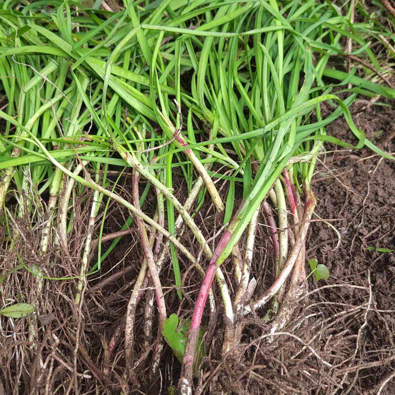 野生韭菜伏牛山野生山韭菜高海拔紫红根农家香味浓韭菜根