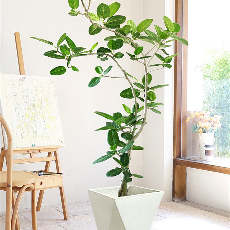 高山榕青叶橡皮树盆栽室内大型绿植盆景轻奢客厅绿植大型植物落地