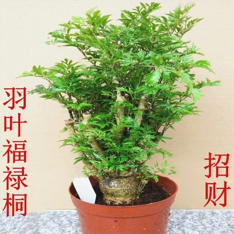 羽叶福禄桐 净化空气除甲醛 桌面花卉绿植物办公桌盆景小盆栽包邮