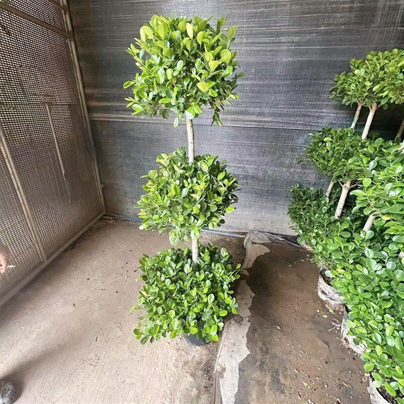 火山榕盆栽金钱榕植物户外暴晒大型绿植四季常青庭院盆景开业大吉