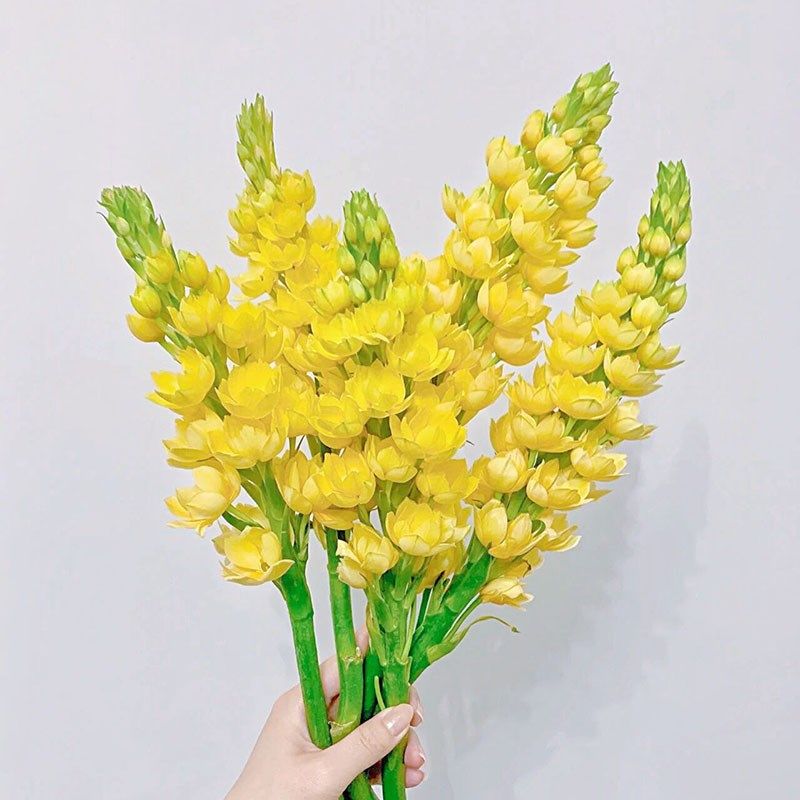 春天专属黄色圣心百合鲜花花期超长待机家居办公插花云南直发