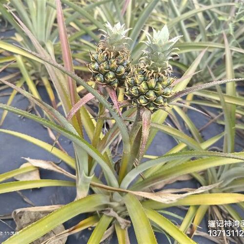 迷你小小菠萝结婚用的胸花手捧花插花水培装饰指拇凤梨寓意喜欢你