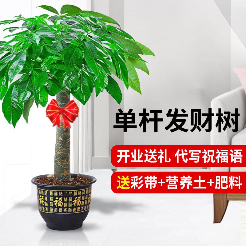 发财树客厅大盆栽大棵绿植室内大型落地大盆栽开业送礼办公室真树