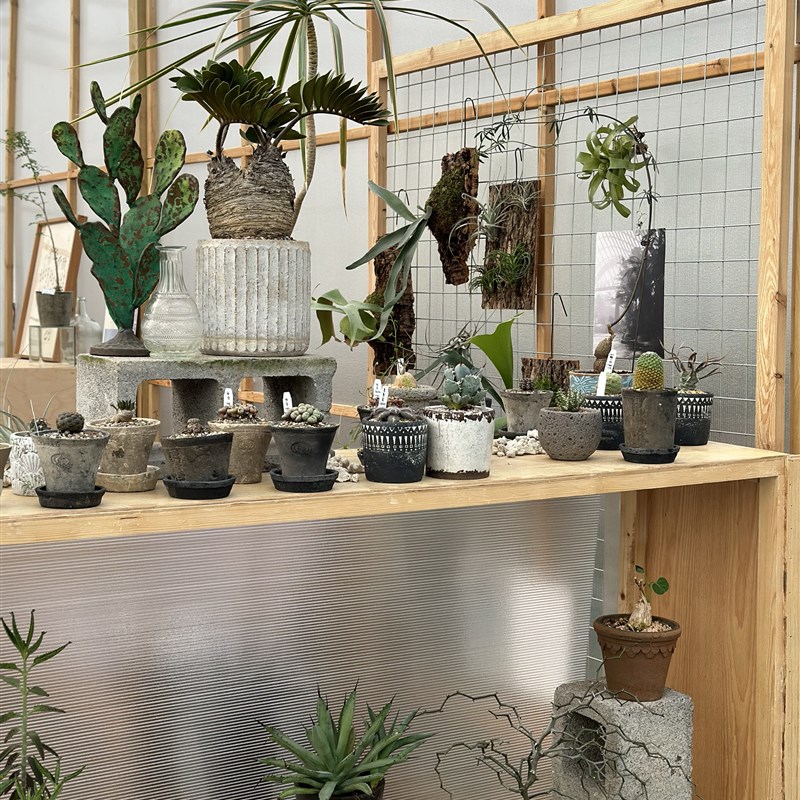 PHYSIS后院精选植物一物一拍室内小型盆栽块根所见即所得11.5