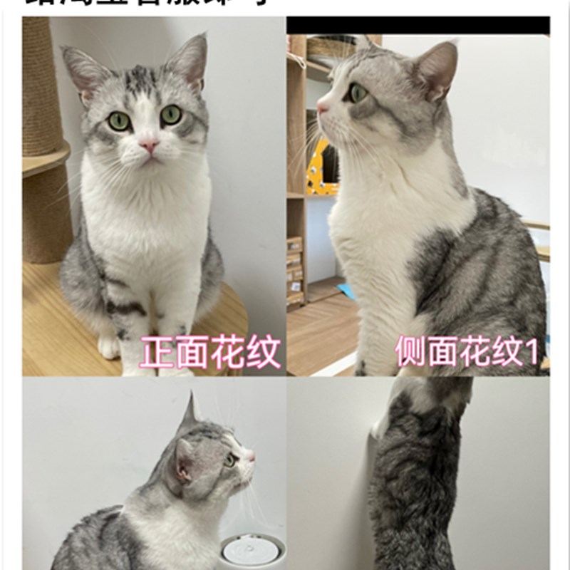 宠物猫咪定制香薰英短美短布偶宠物猫咪纪念定制摆件香薰情侣礼物