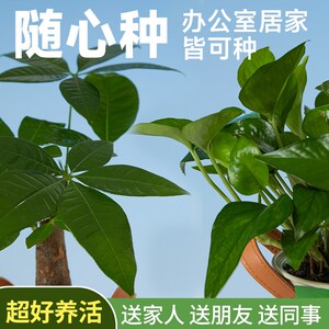 花点时间发财树正财位盆栽绿萝办公室内绿植花卉家用易养桌面盆栽