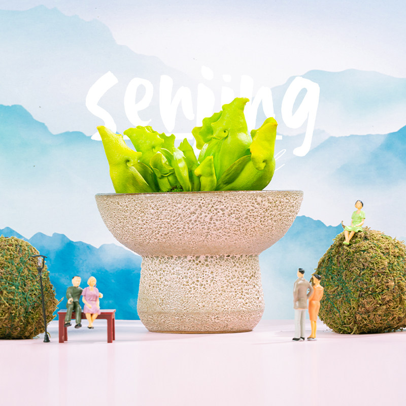 萤光绿色紫瓶/颜色靓丽/高端食虫植物热植观叶/办公室桌面小盆栽