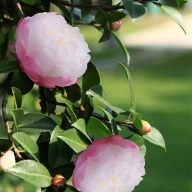 【嘉瑞】  庭院开花常绿灌木 茶梅 英八 朝仓 乙女  梦  串花瀑布