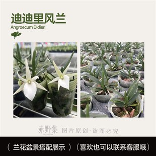 赤野集迪迪里风兰白色兰花花香迷你奇异小众特色花卉植物盆栽