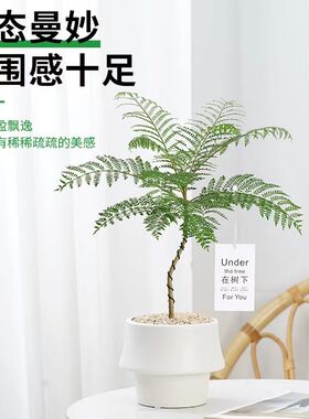 网红蓝花楹盆栽室内花卉造型植物办公桌桌面四季好养简约型绿植