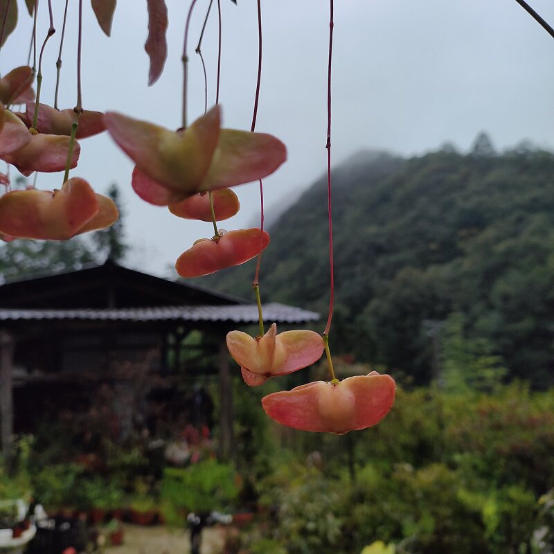 金丝吊蝴蝶树苗金线吊蝴蝶陕西卫矛趣味盆景盆栽春季开花深秋果实